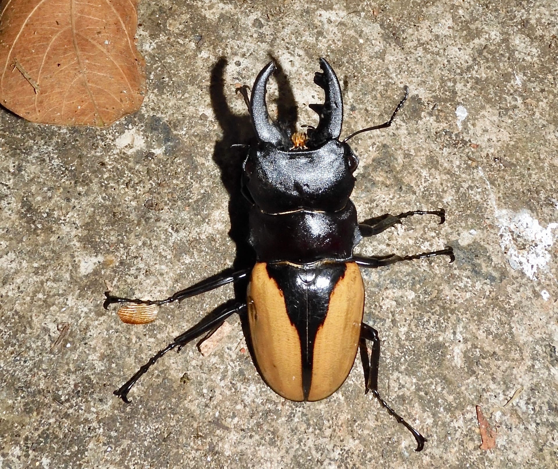 Burmeister's shining stag beetle