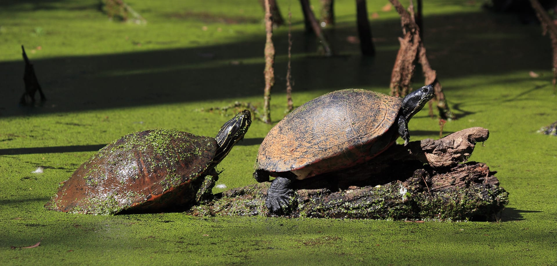 Florida Red-Bellied Cooter