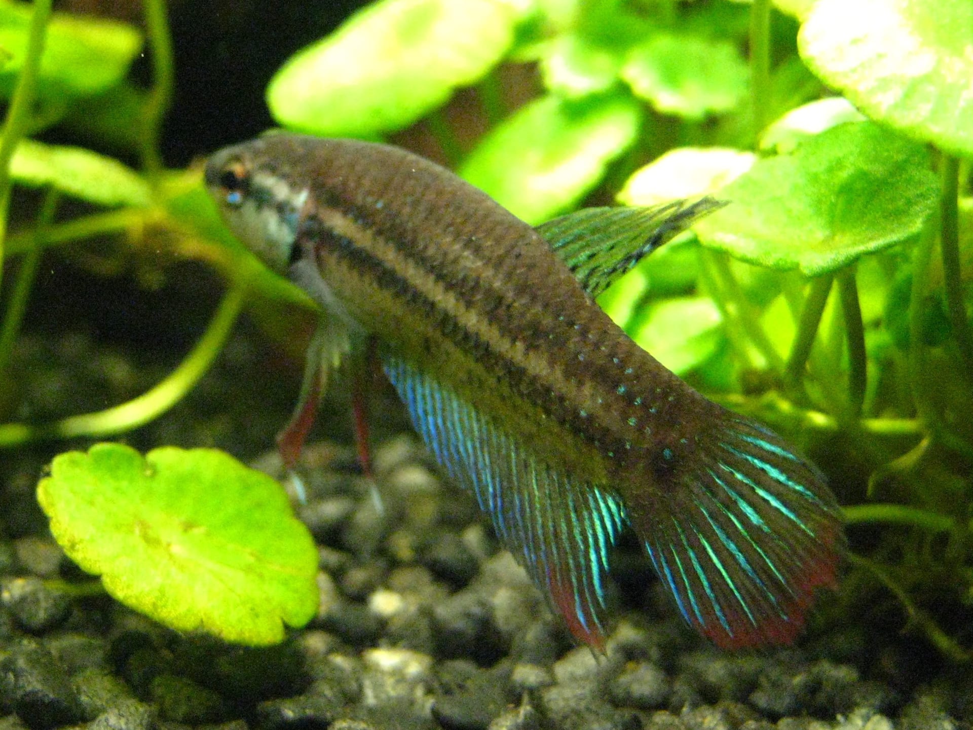 溫和鬥魚