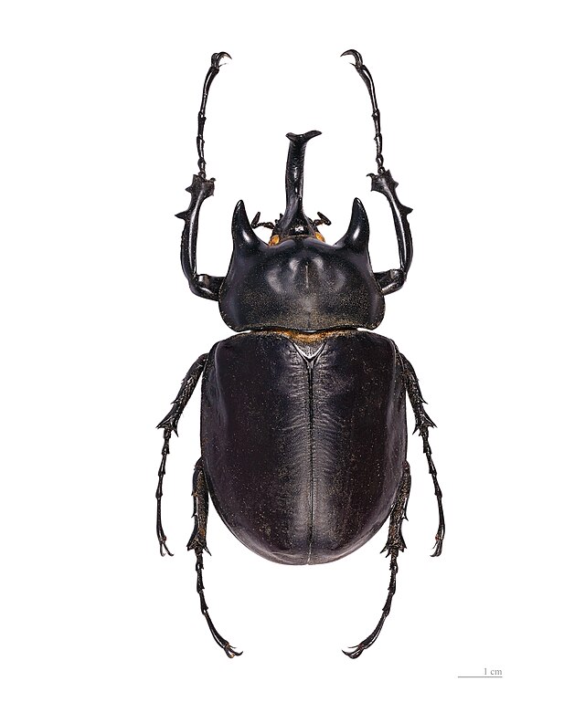 アクティオンゾウカブト