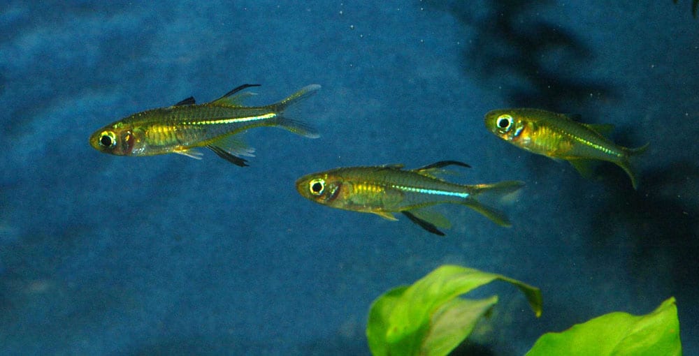 拉迪格彩虹魚