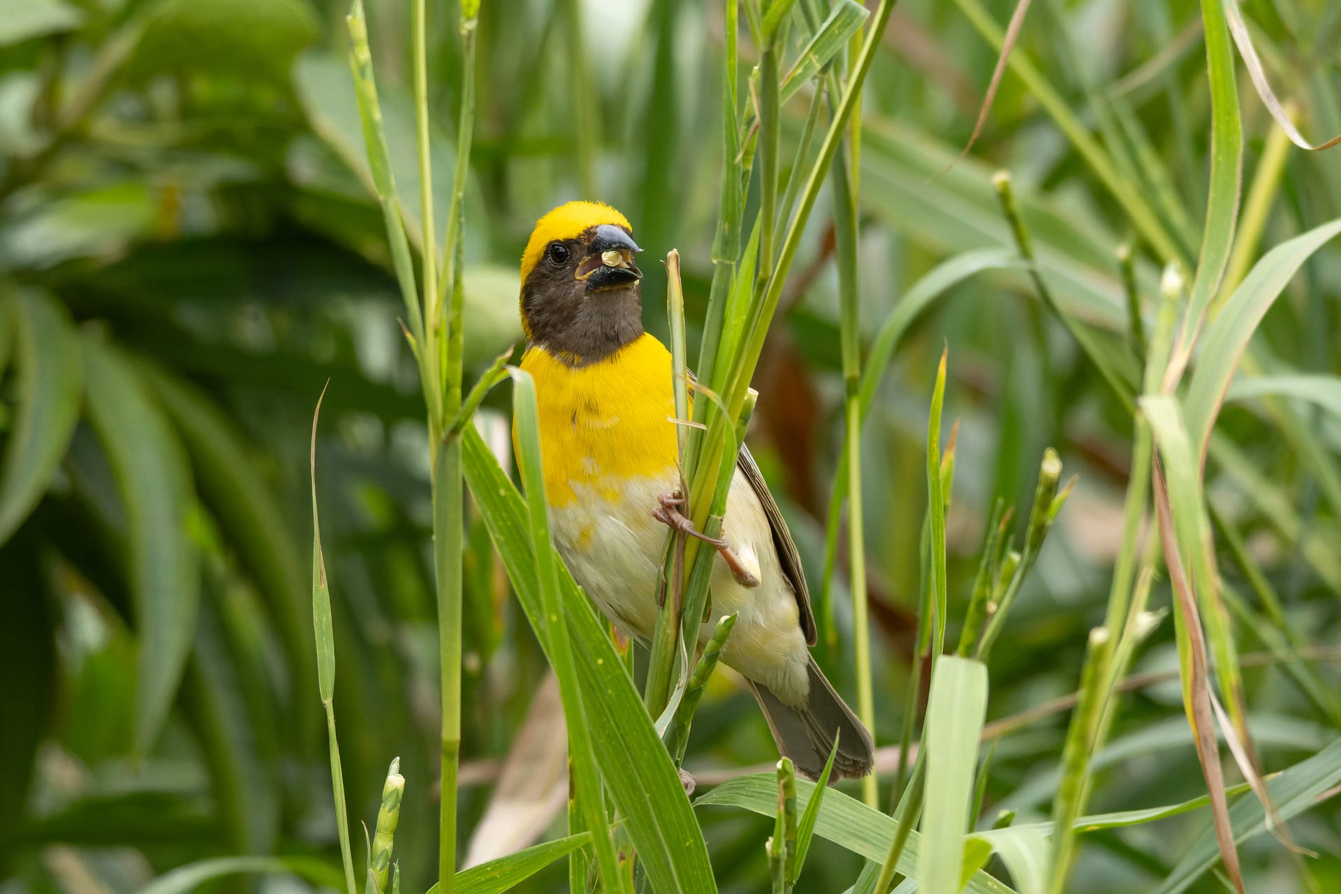 黃胸織布鳥