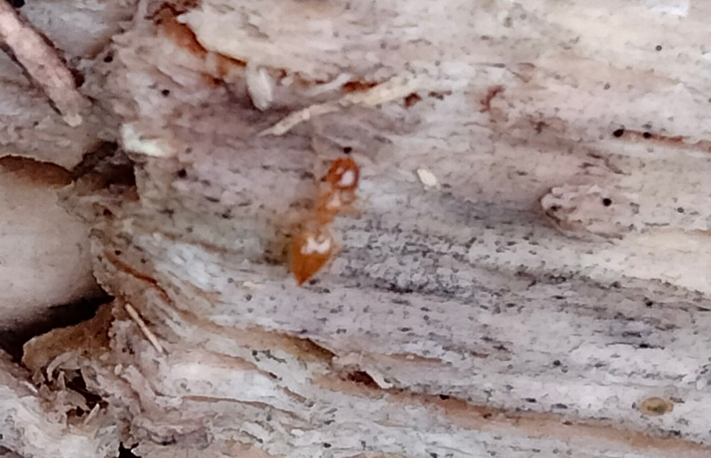 黃尾舉蟻 (Crematogaster osakensis)