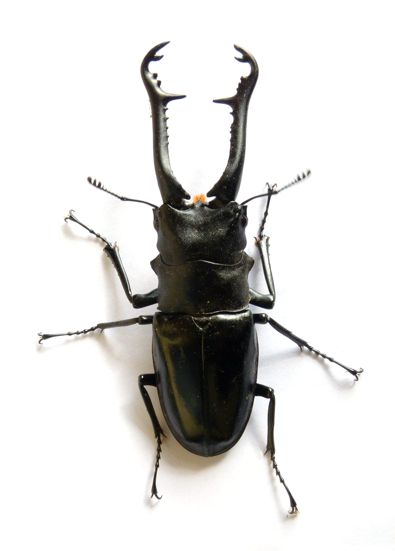 Giraffe Stag Beetle (India)