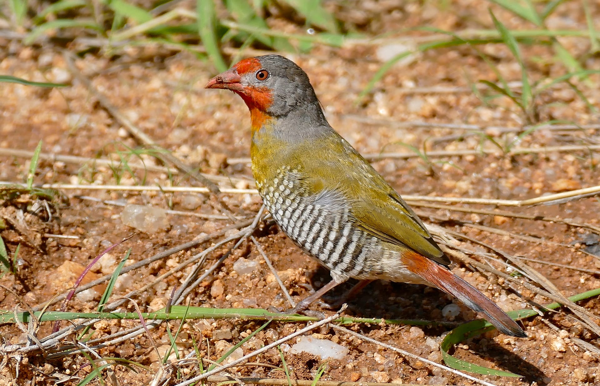 Green-winged Pytilia (Melba Finch)