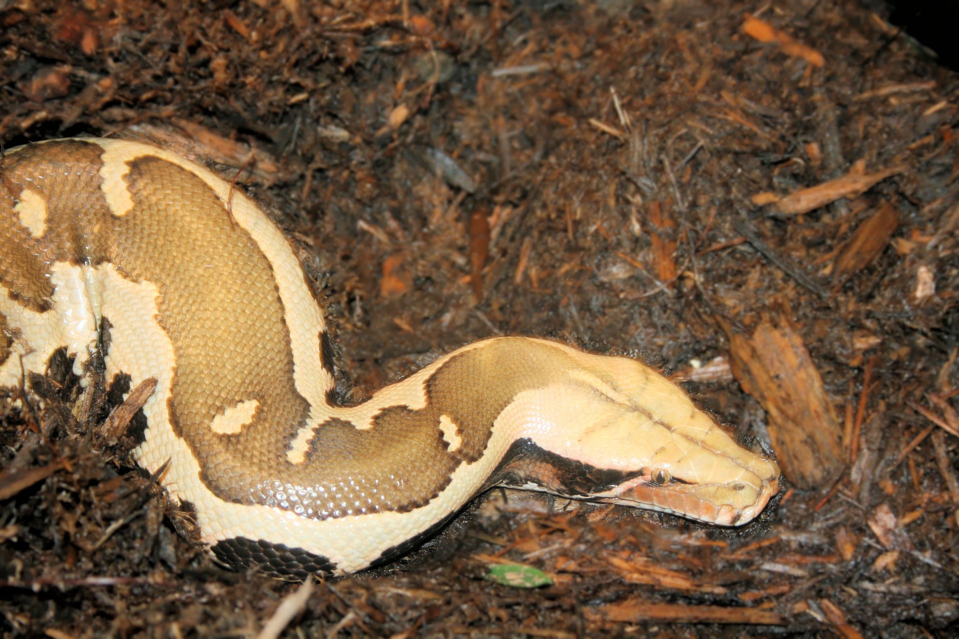 Borneo Short-Tailed Python