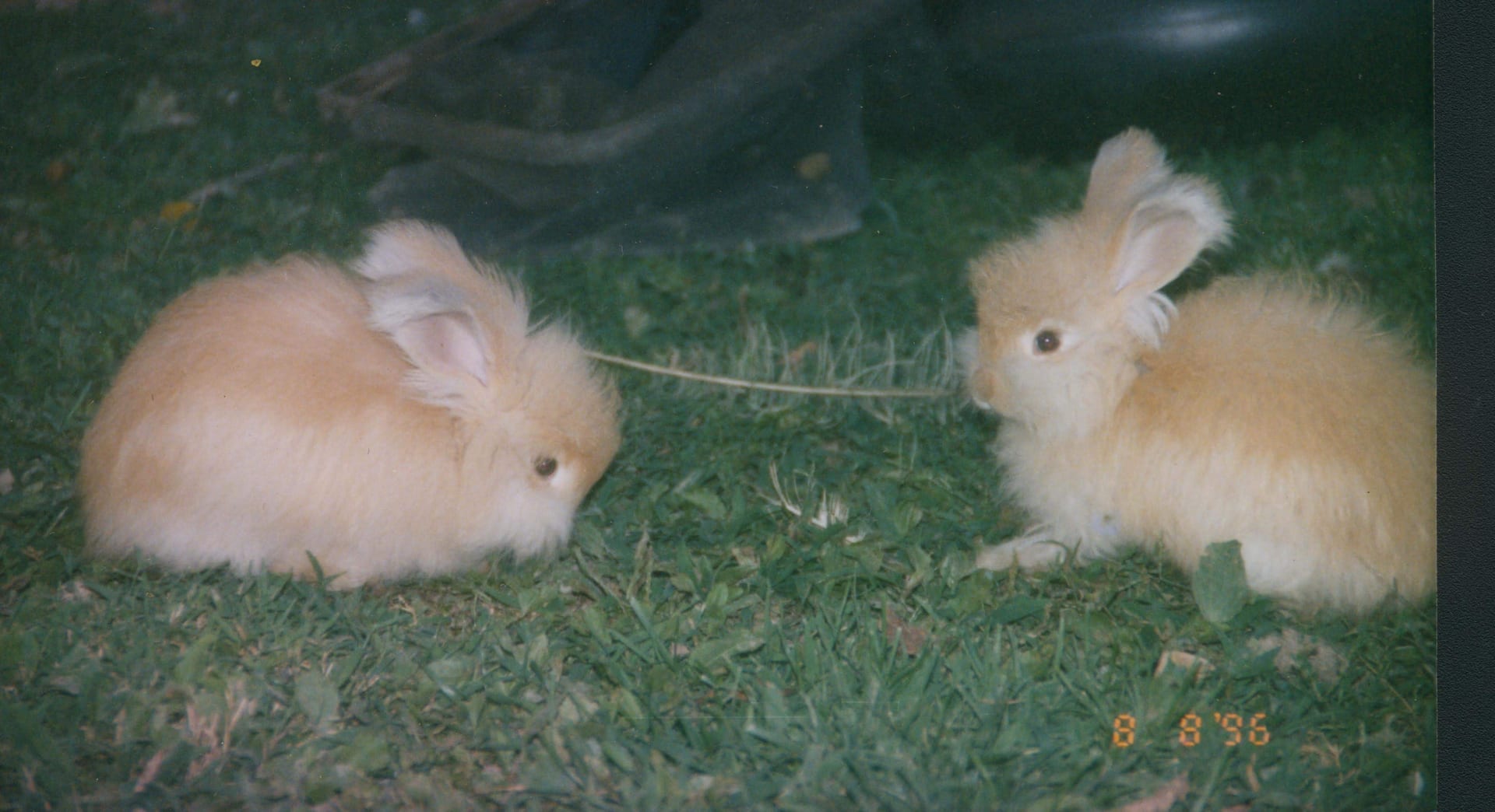English Angora Rabbit