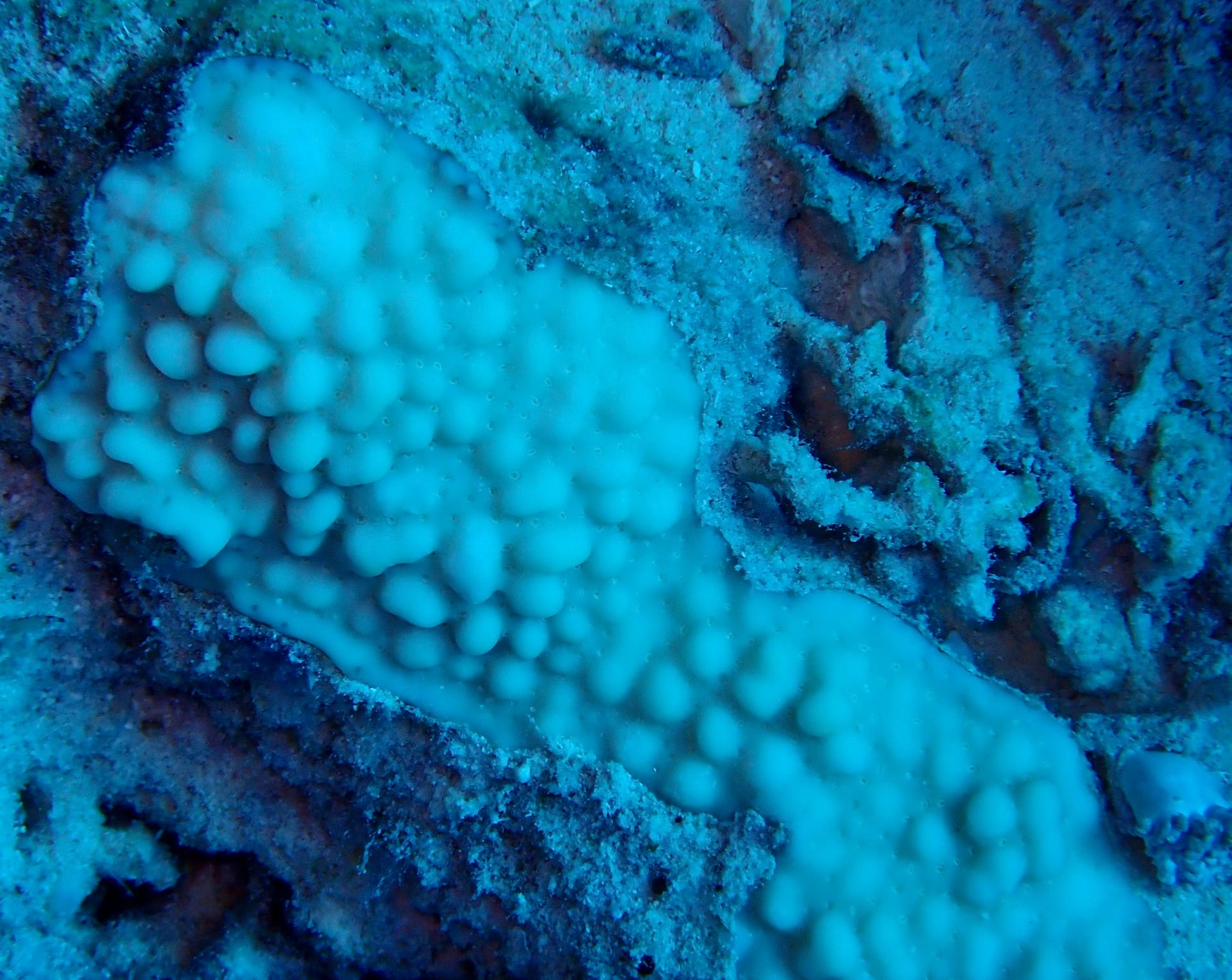Montipora Danae
