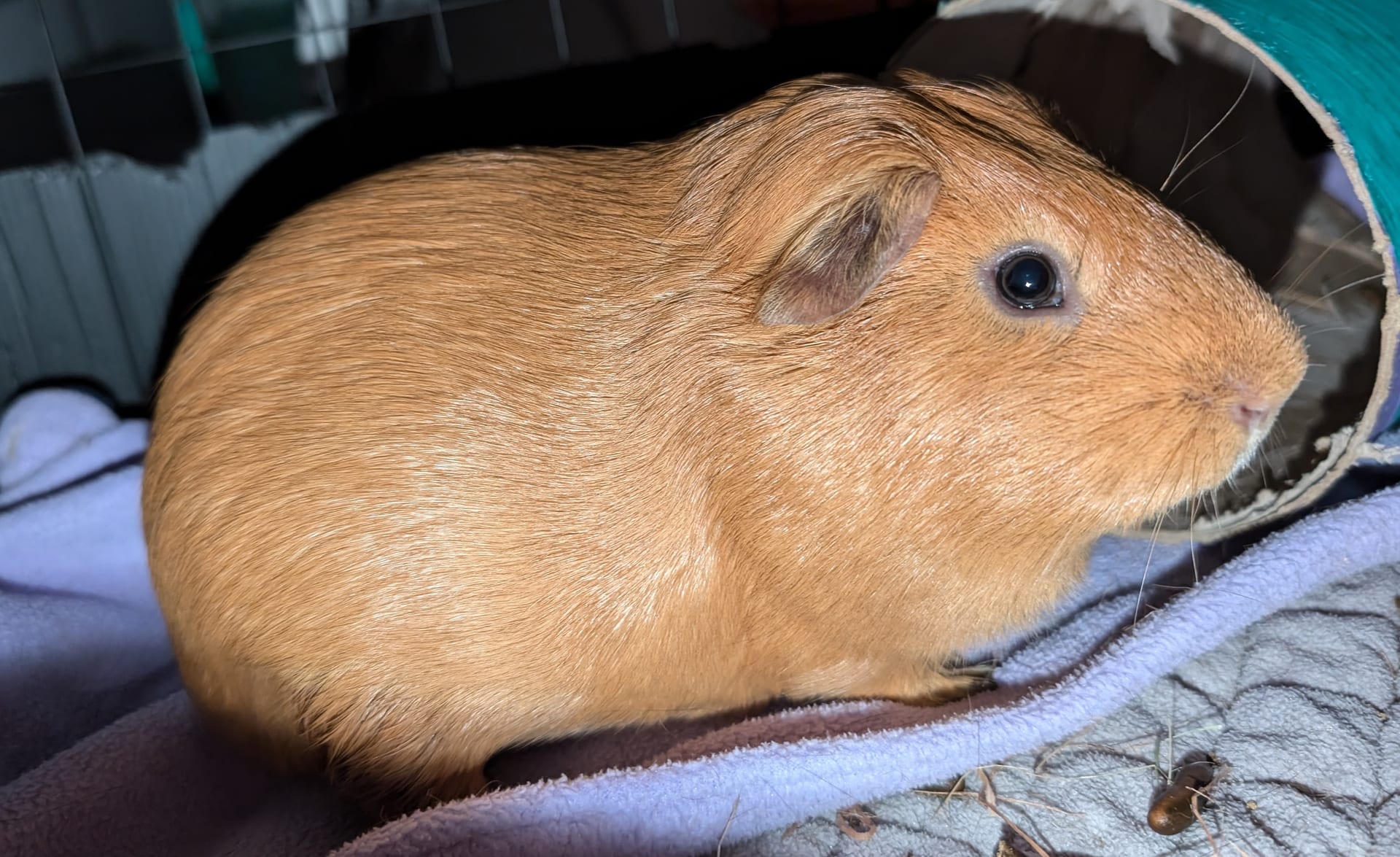 イングリッシュモルモット (Cavia porcellus)