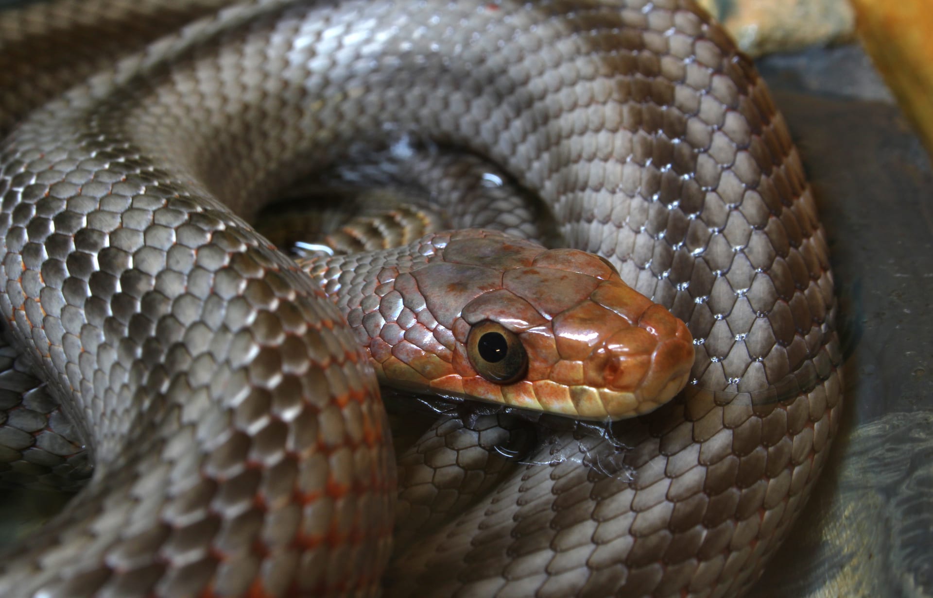 Baird's Rat Snake