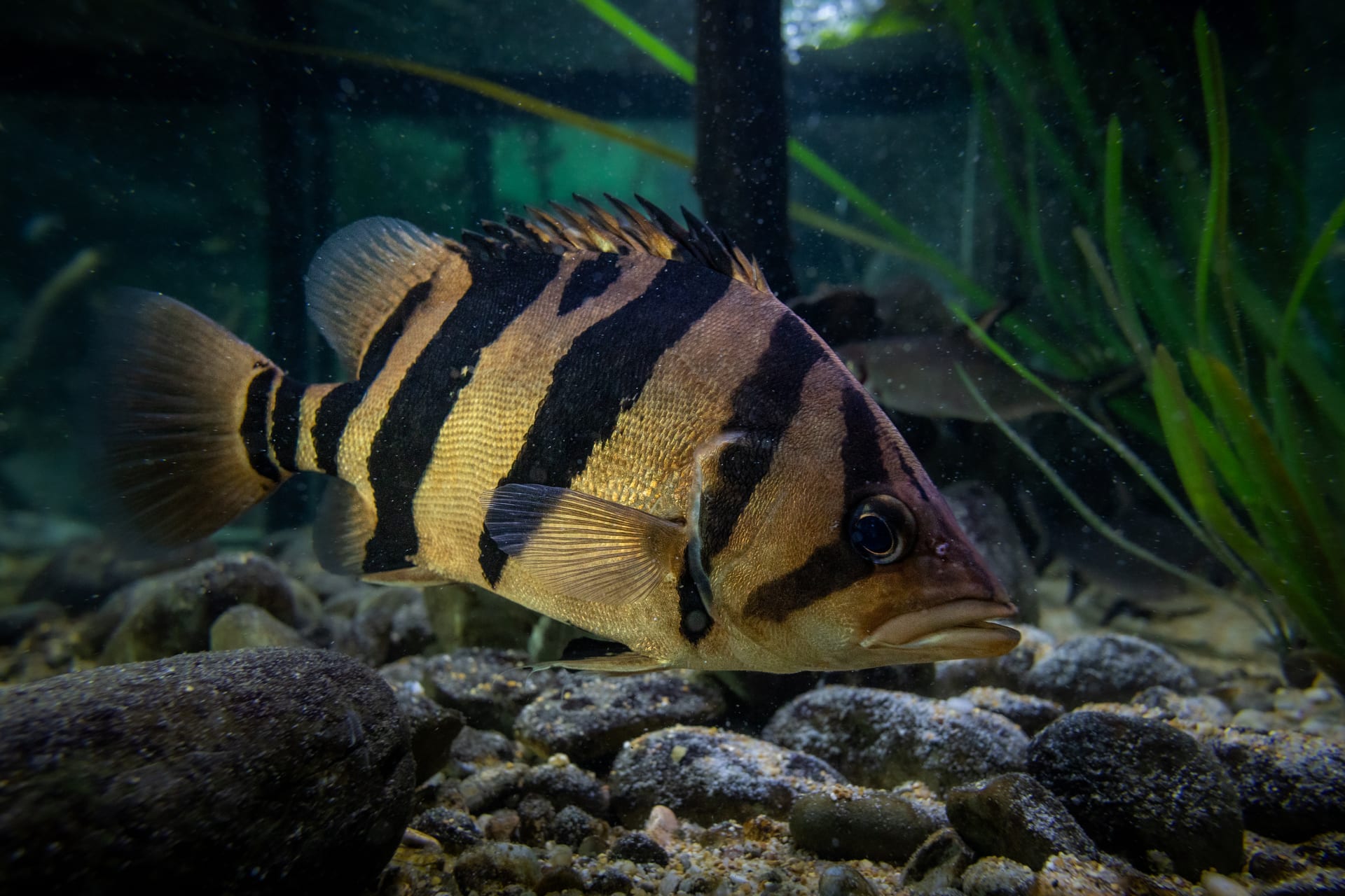 印尼虎紋石斑魚