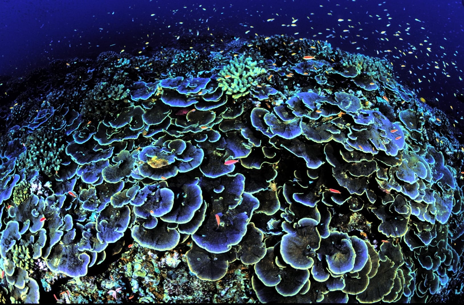 Montipora Aequituberculata