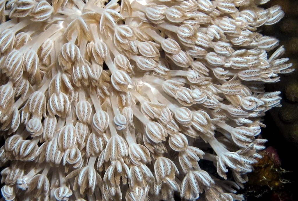 Heteroxenia