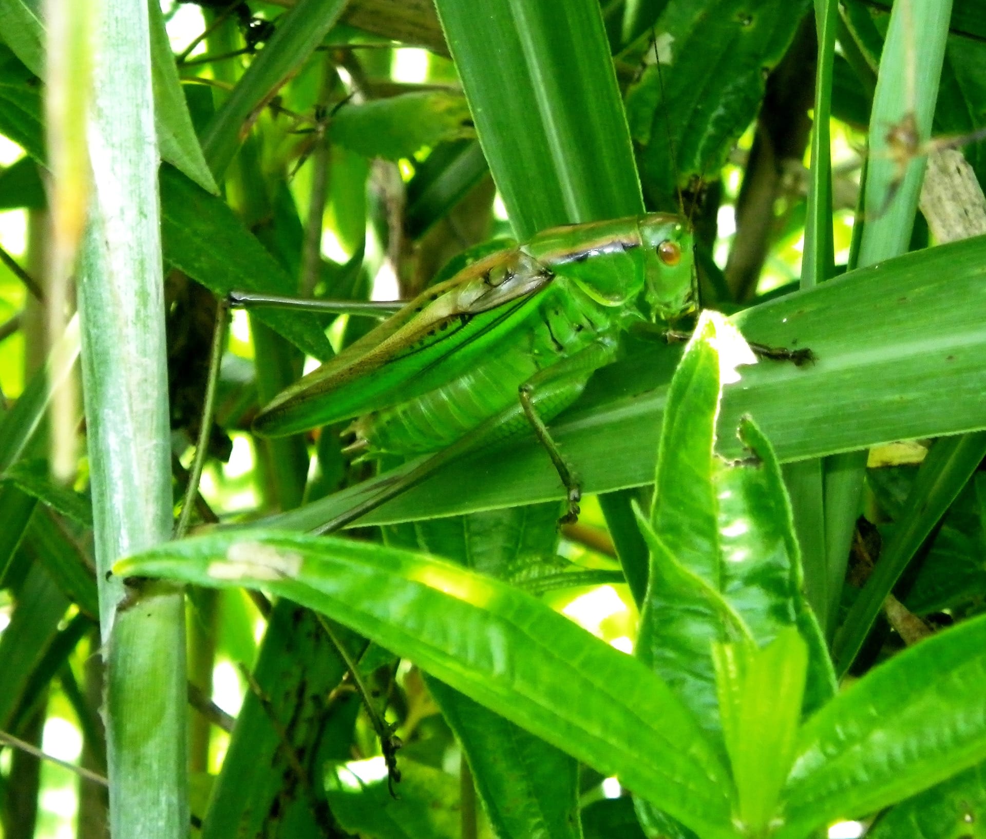 Japanese Katydid