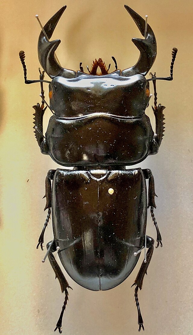 アンタエウスオオクワガタ