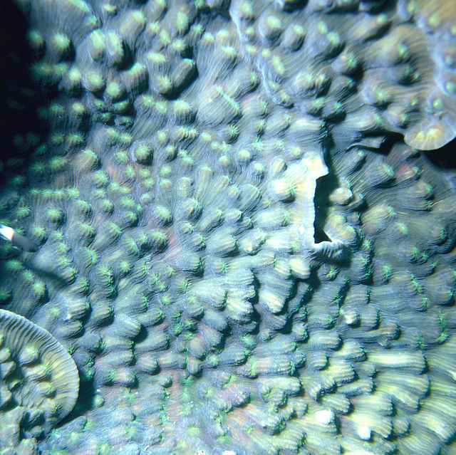 Chalice Coral
