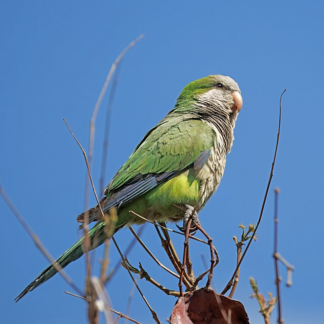 オキナインコ