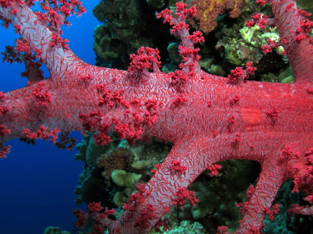 Dendronephthya (Carnation Coral)