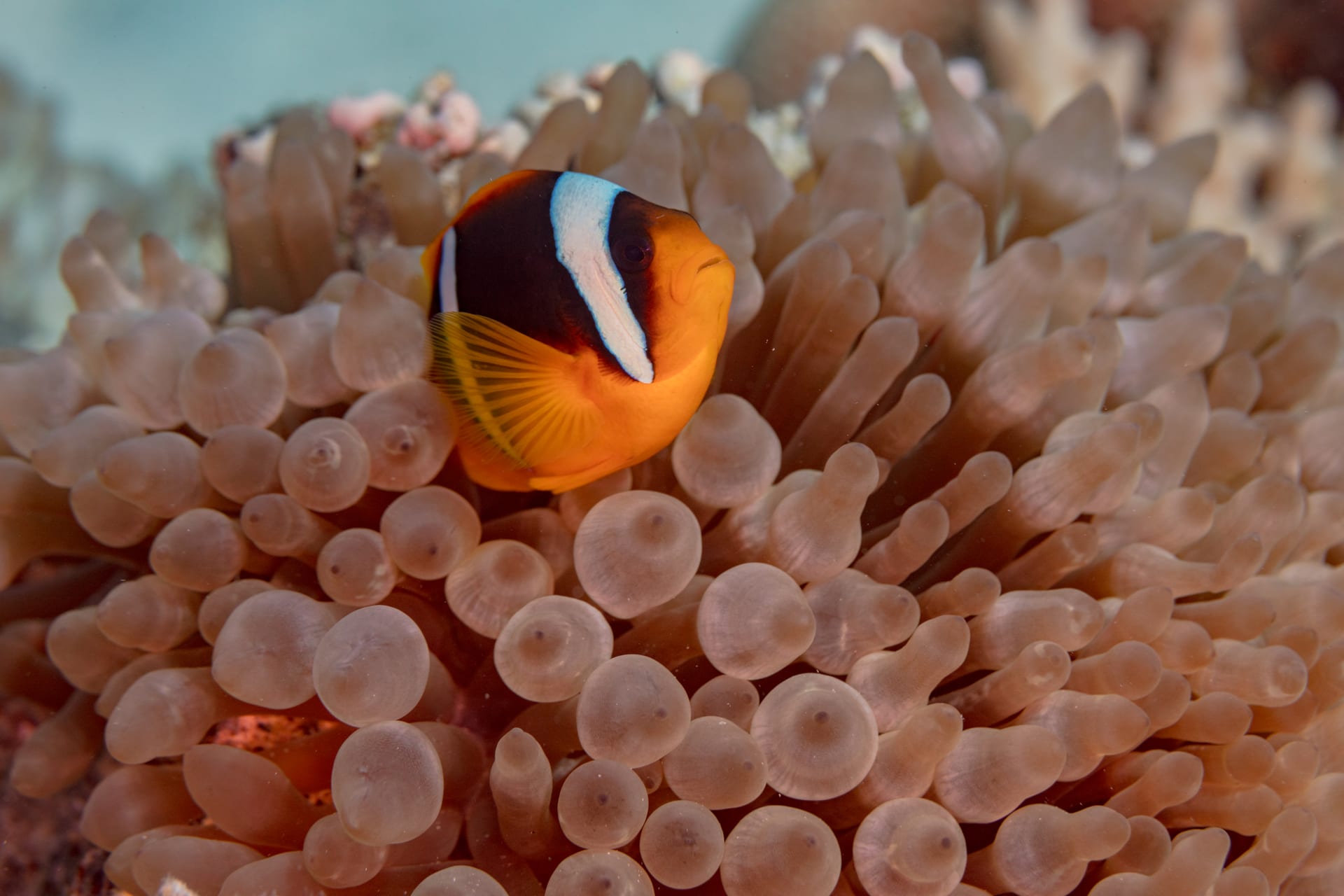 Twoband anemonefish