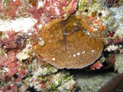 Cycloseris