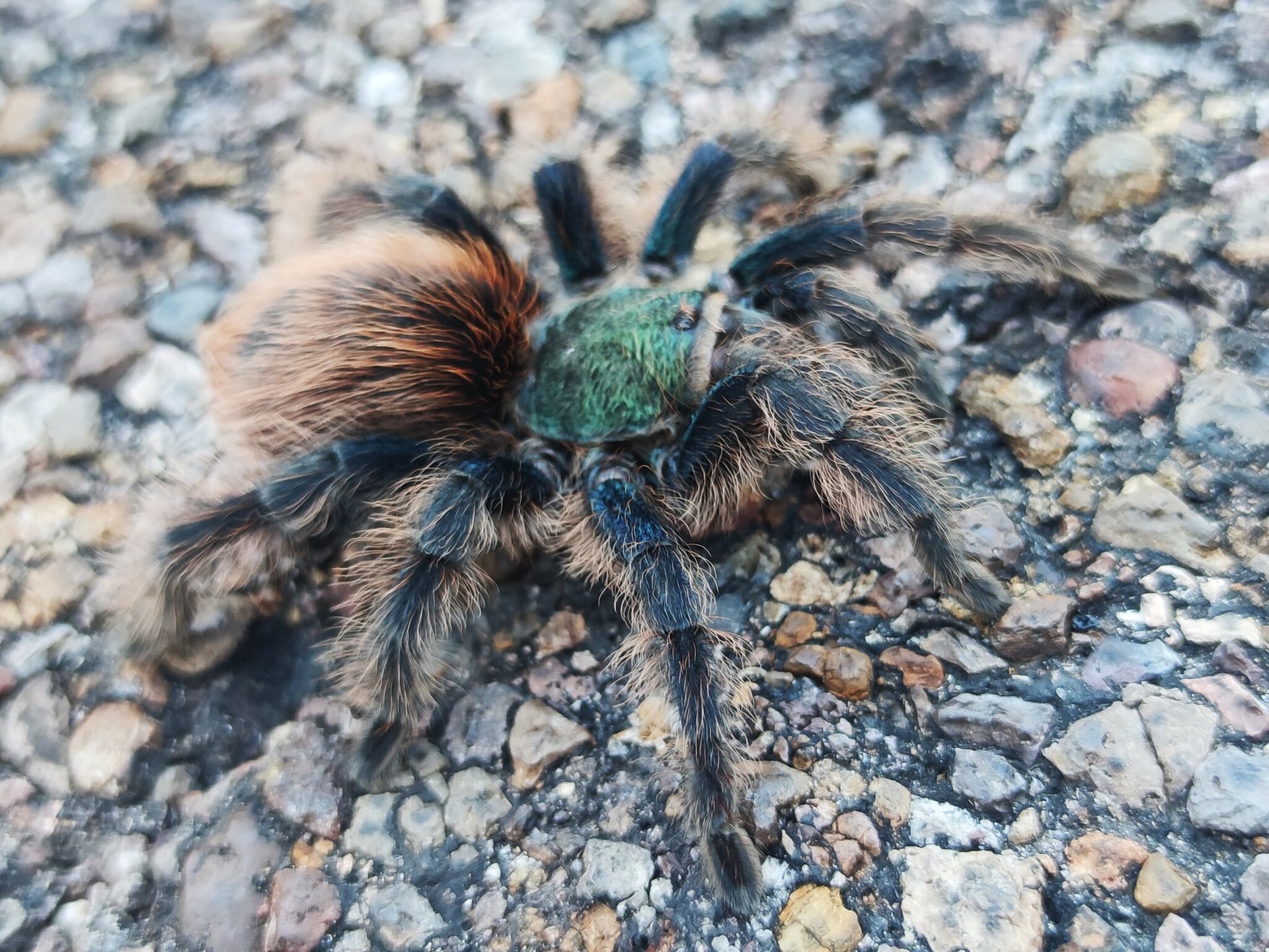 Mexican jade tarantula