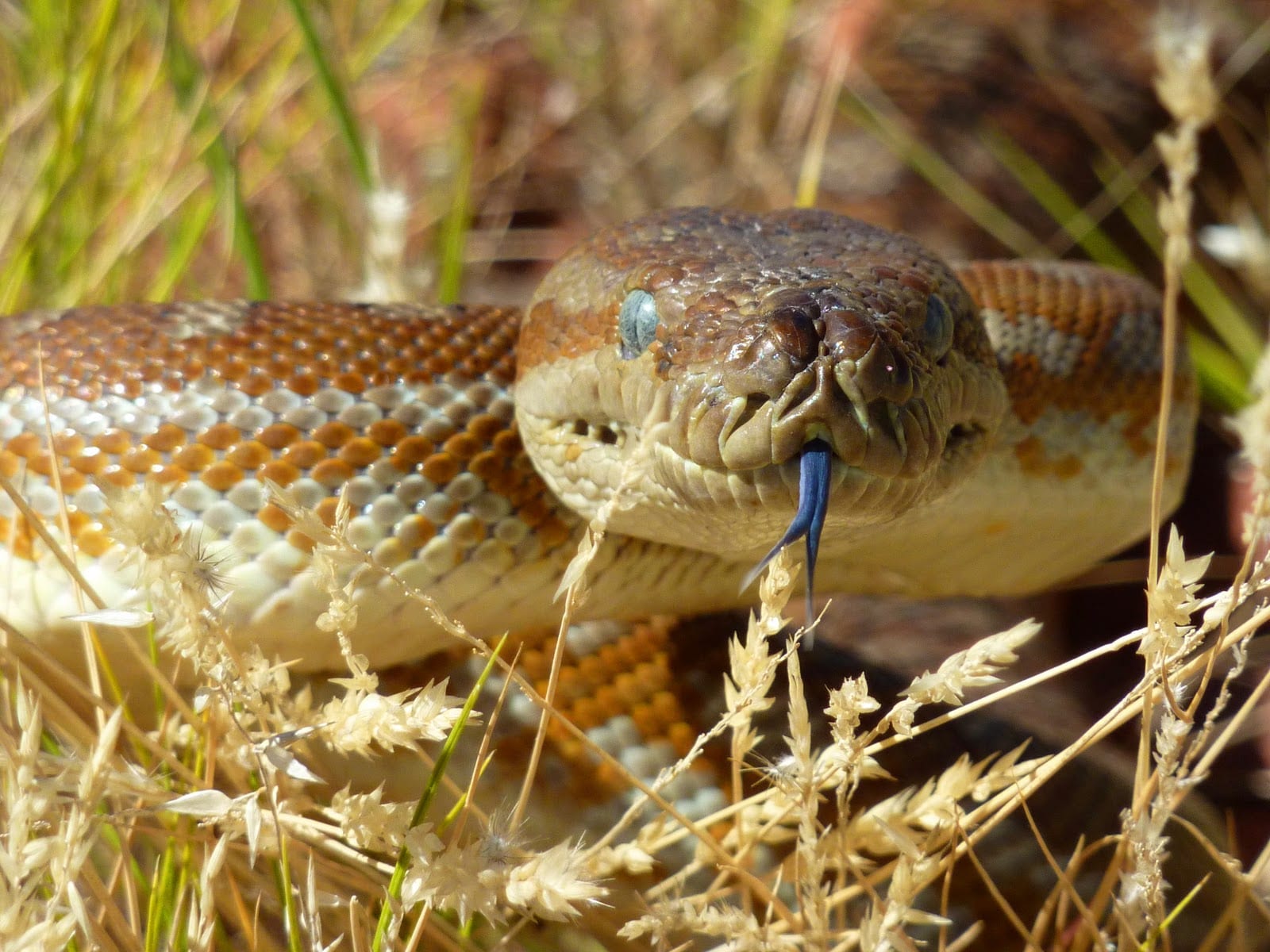 Centralian Carpet Python