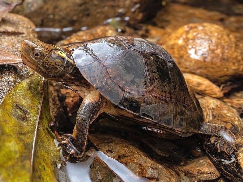 Beale's Eyed Turtle