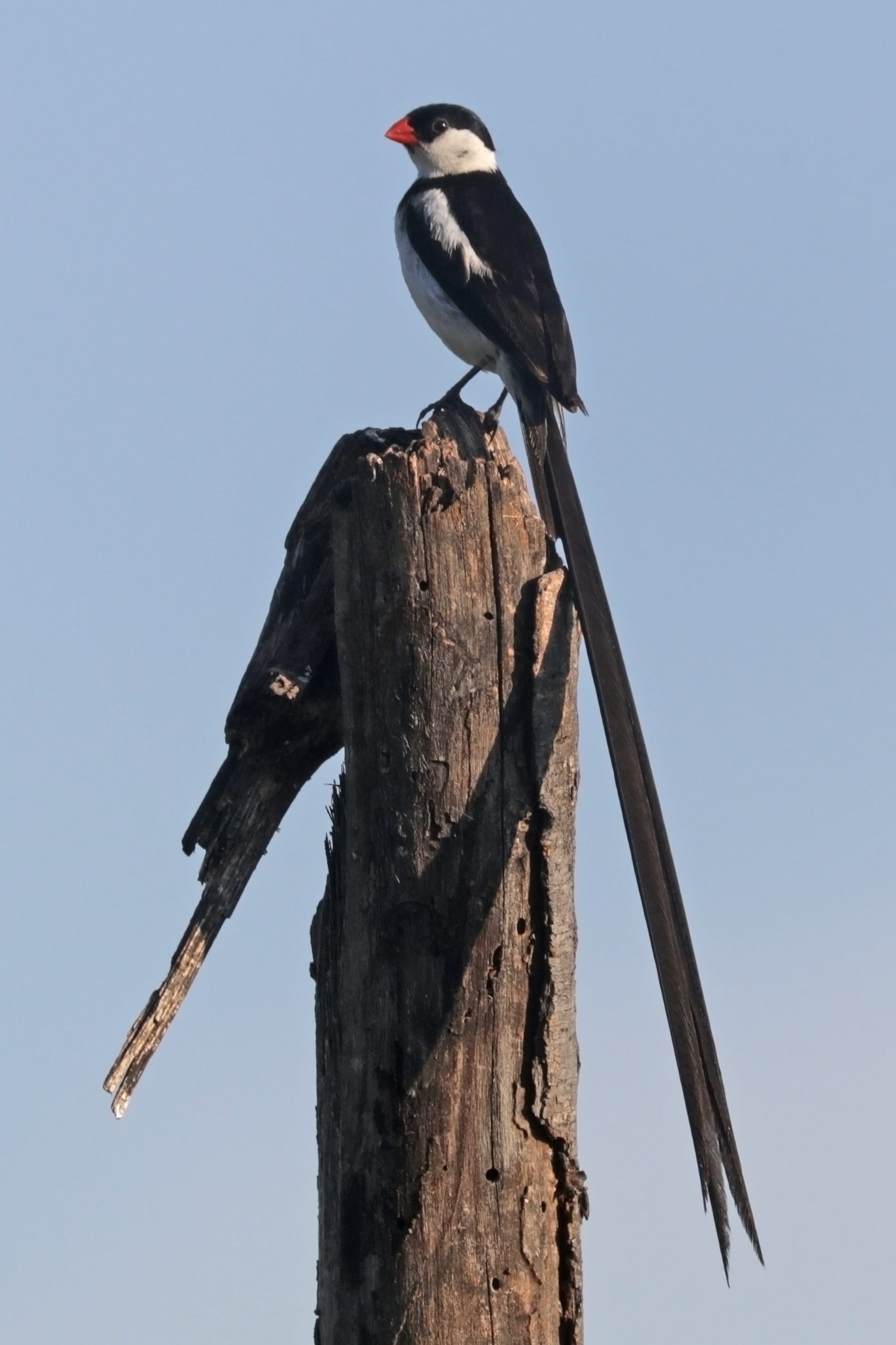 Pin-tailed Whydah