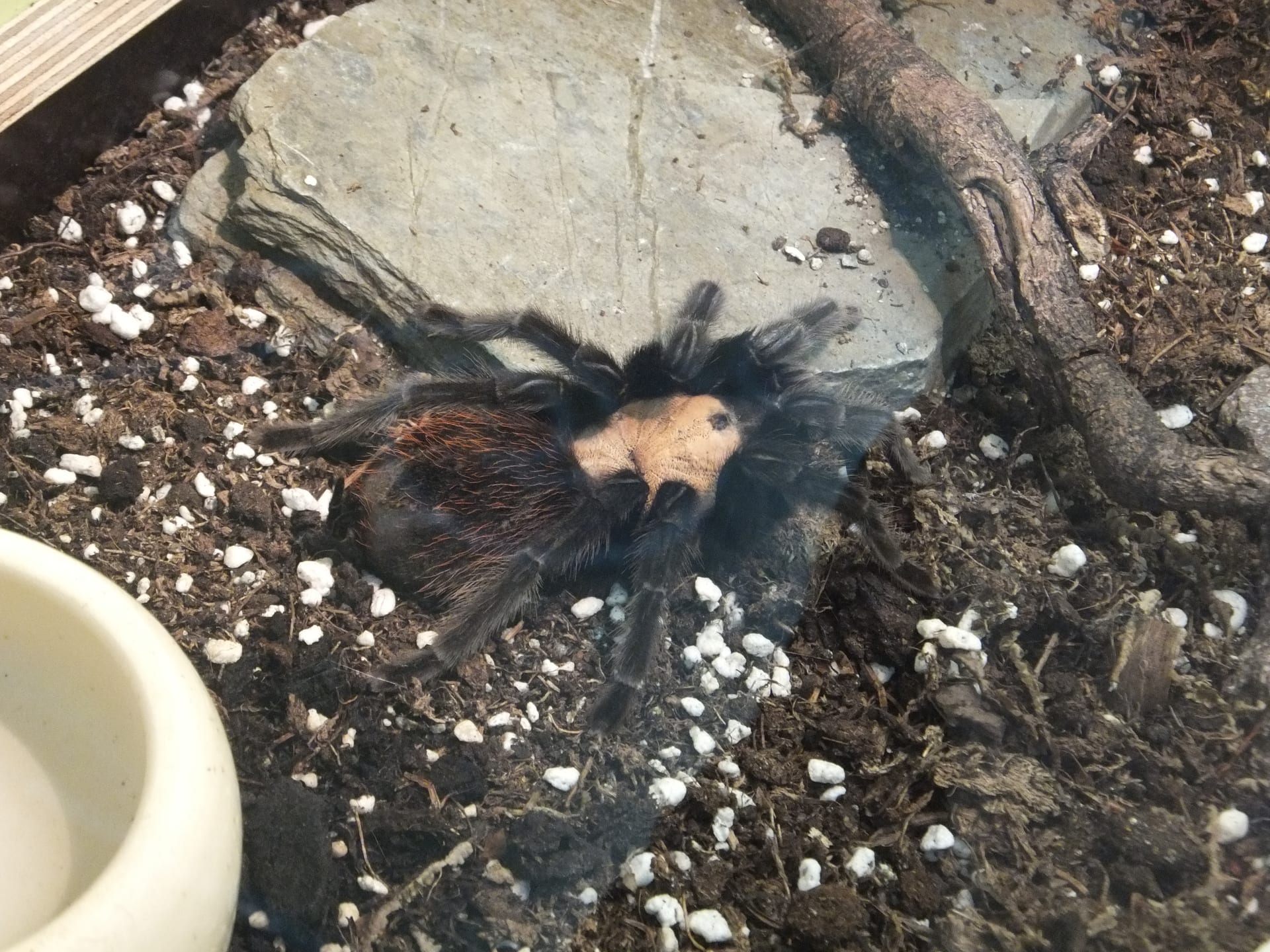 墨西哥金色红腹蛛 (Brachypelma albiceps)