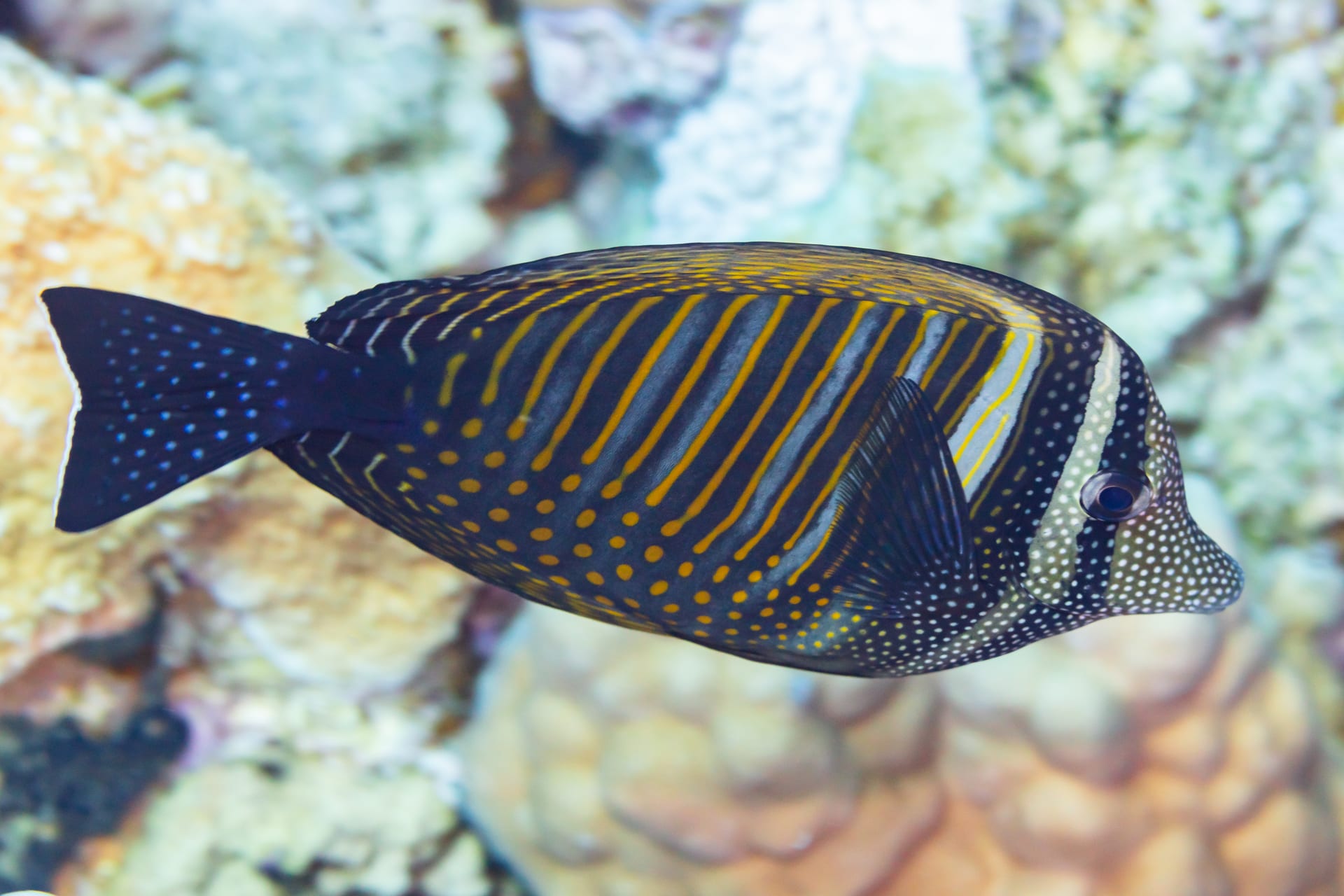 Red Sea Sailfin Tang