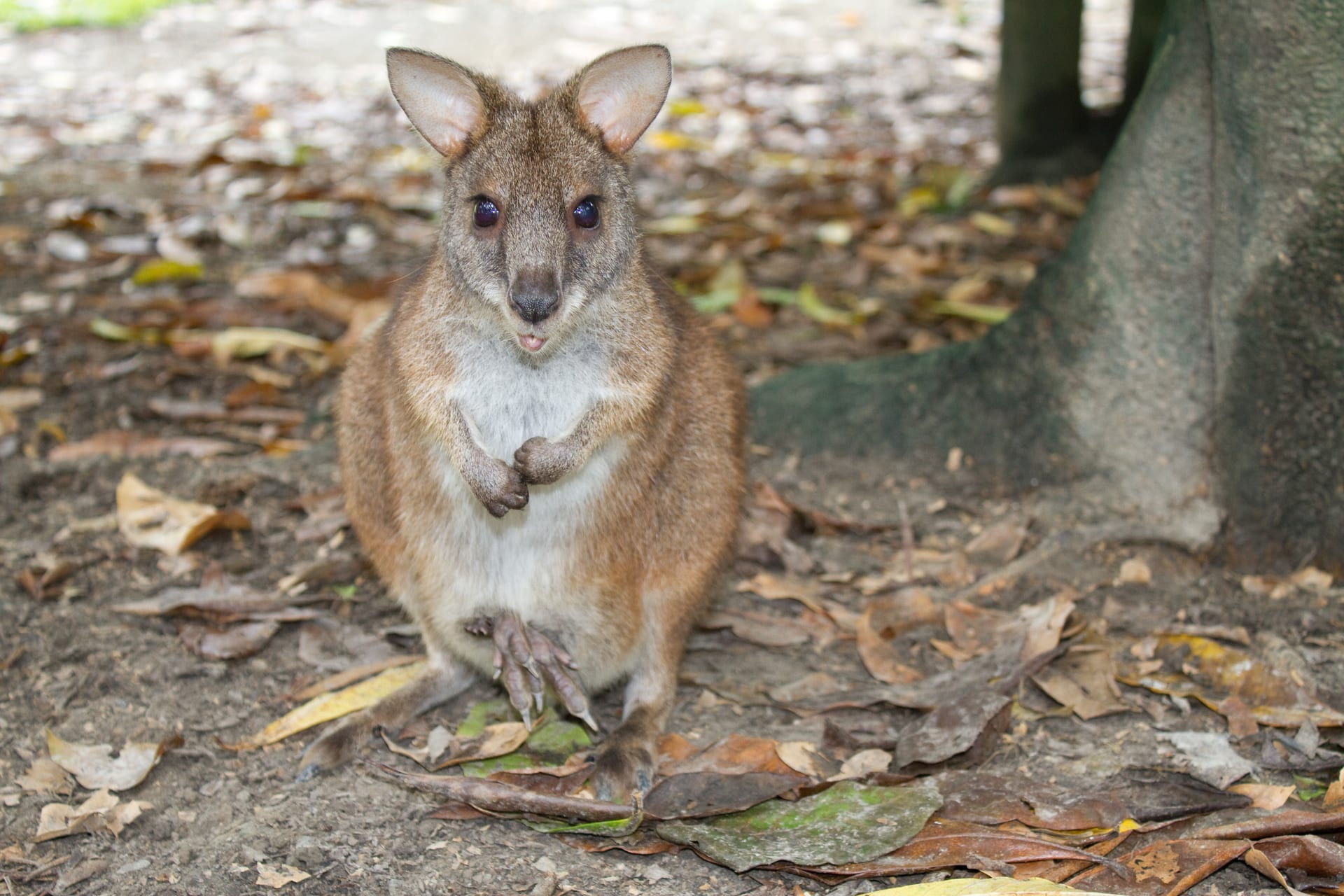 Parma Wallaby