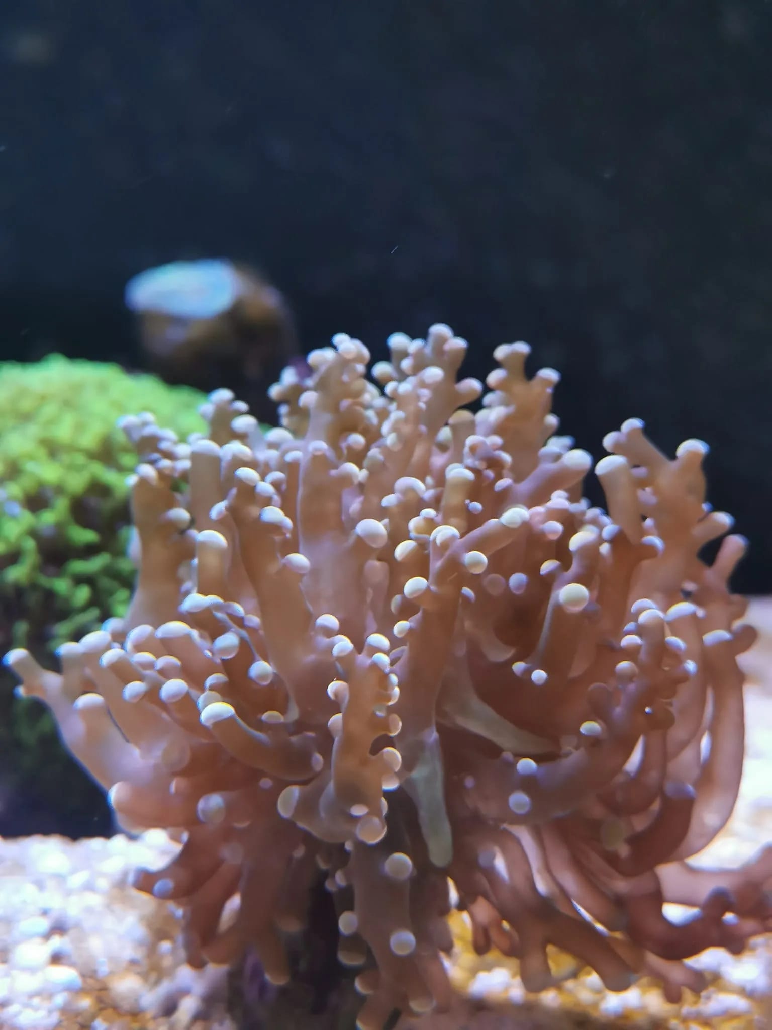 Yaeyama Euphyllia