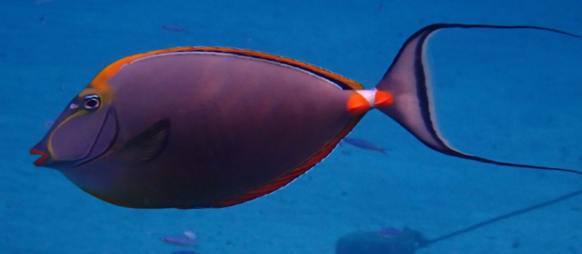 優雅鼻魚