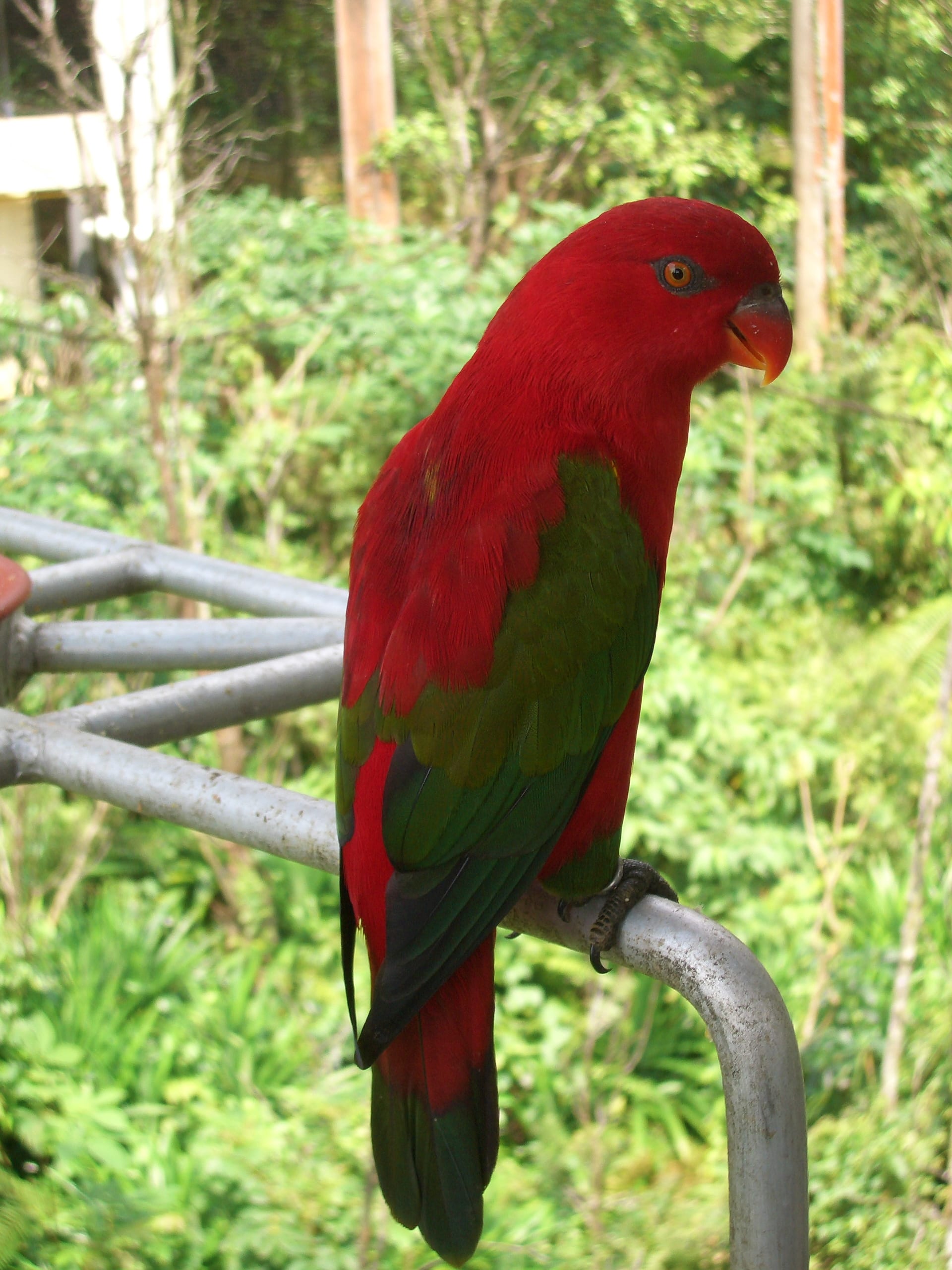 ショウジョウインコ