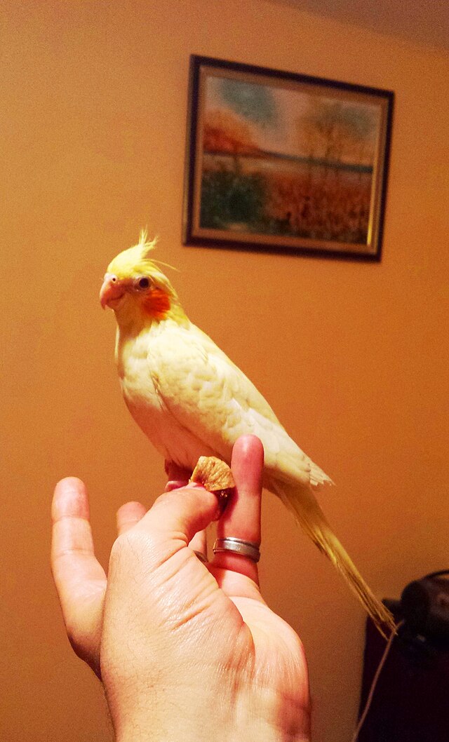 黄化鸡尾鹦鹉