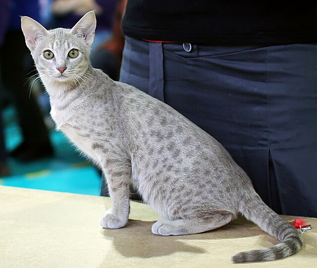 オシキャット