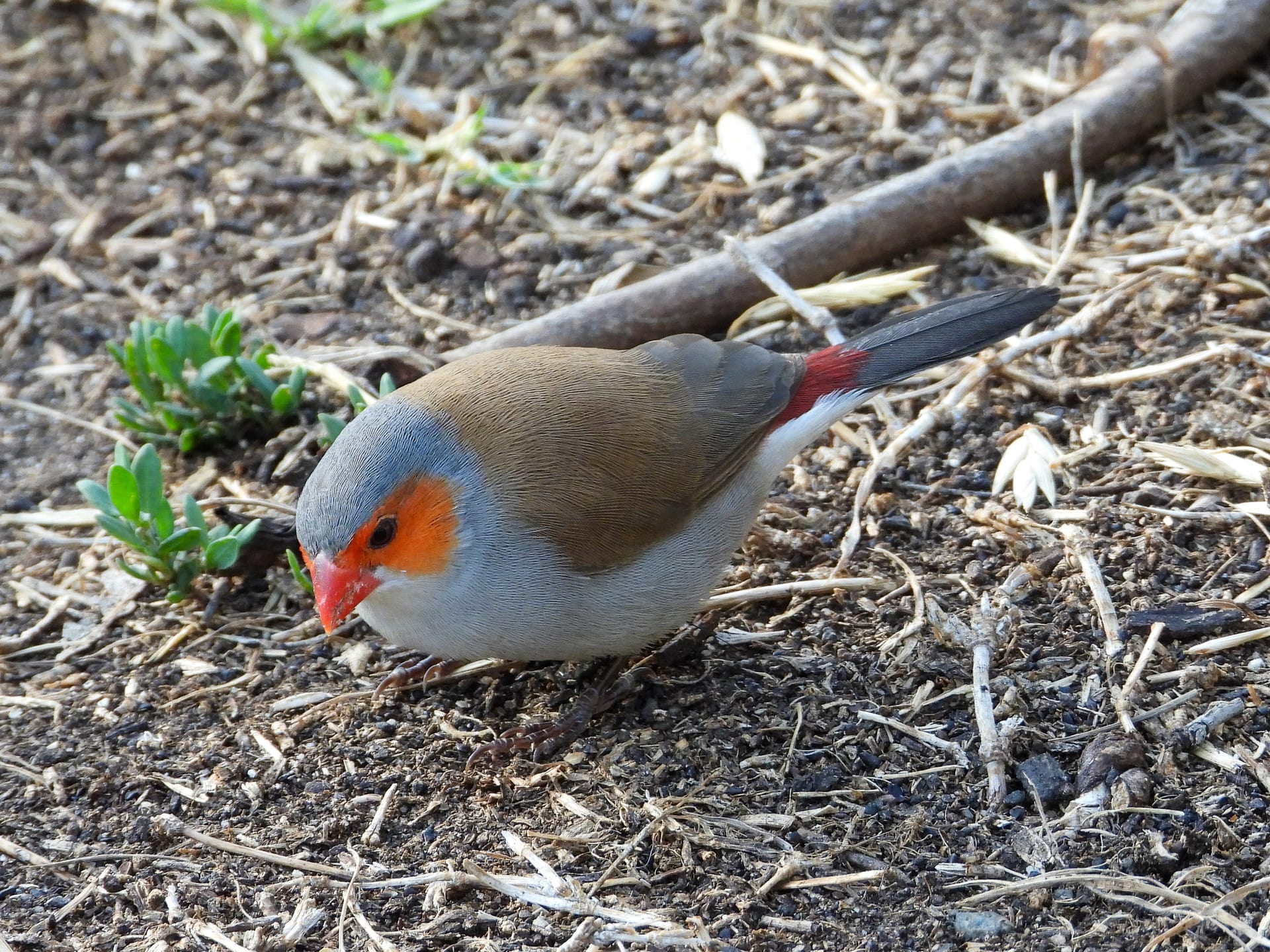 ホウコウチョウ