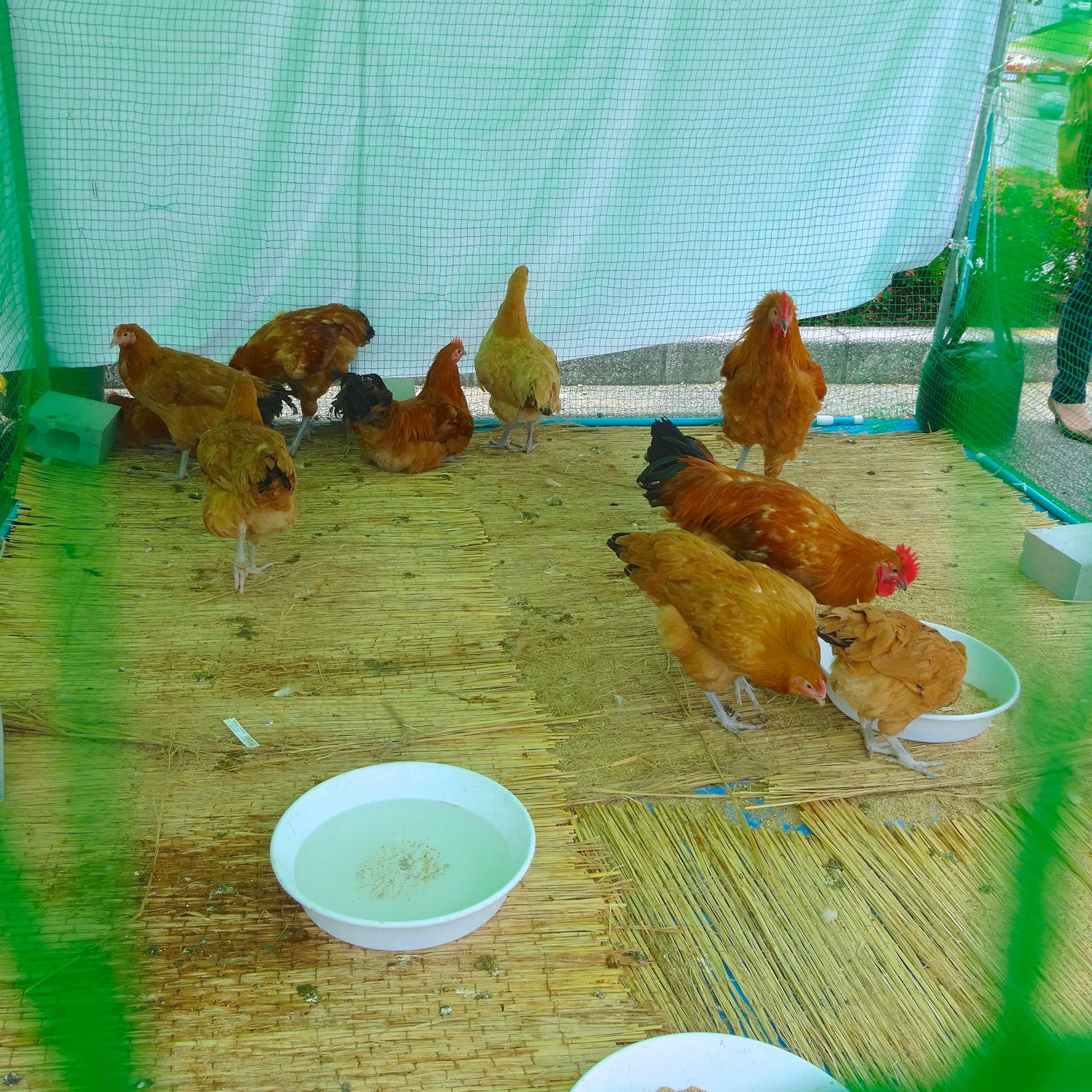 名古屋雞