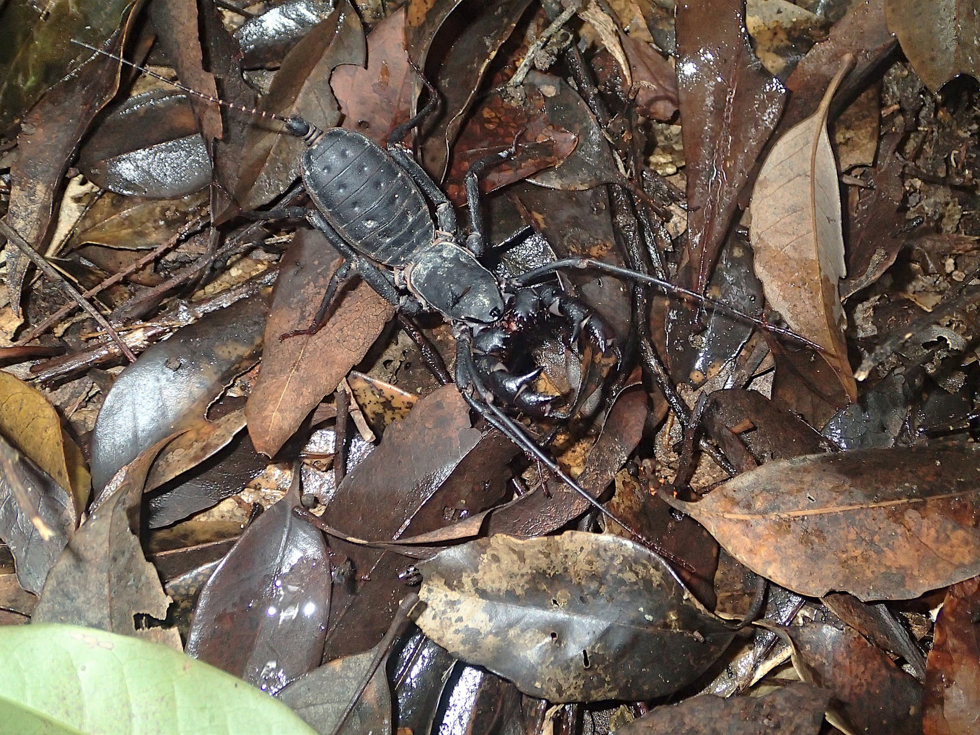 アマミサソリモドキ