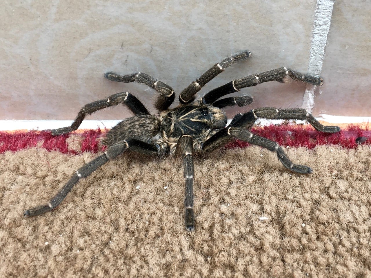 基利馬札羅芥末狒狒蜘蛛（Pterinochilus chordatus）