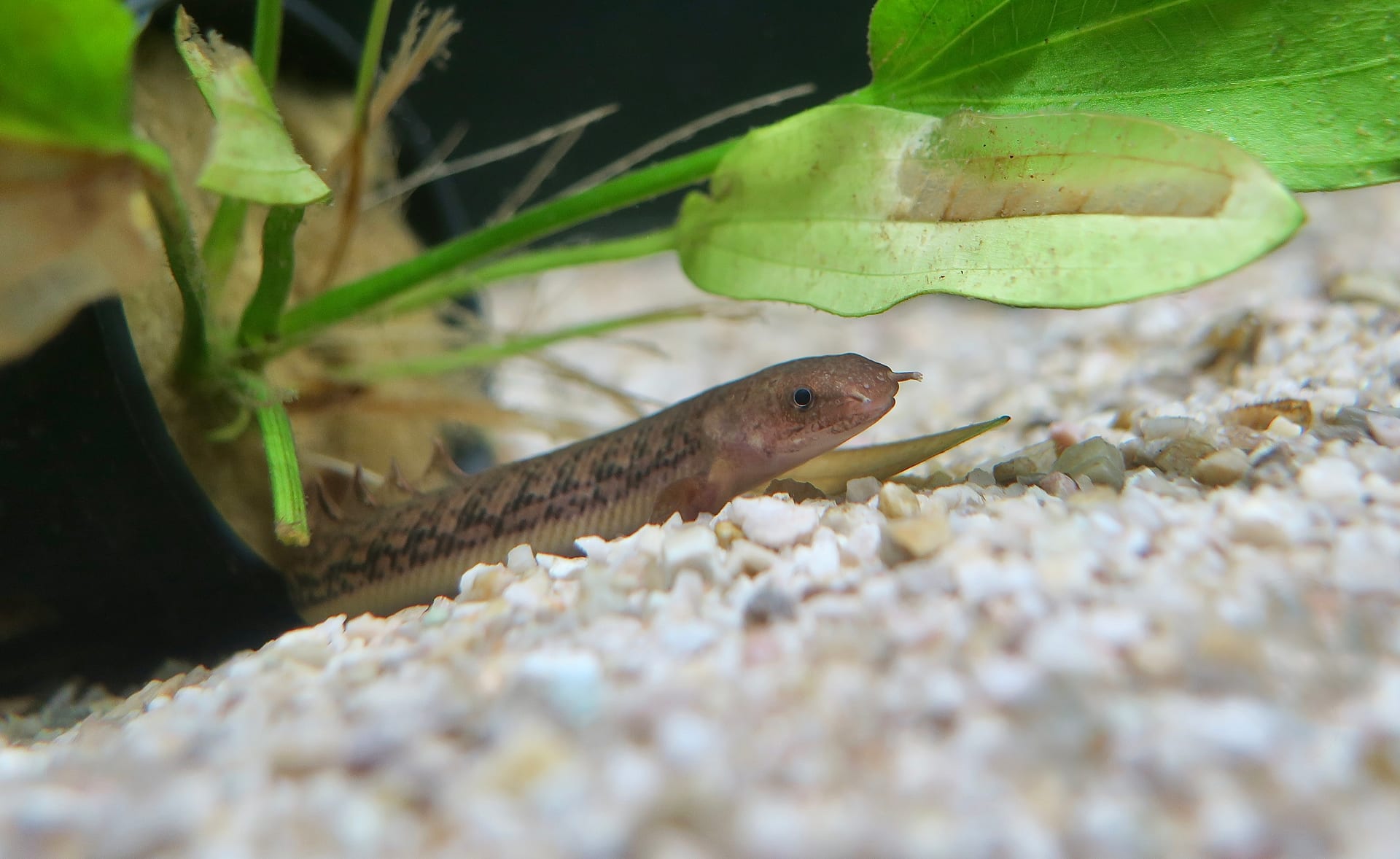 图格尔多鳍鱼(Polypterus teugelsi)