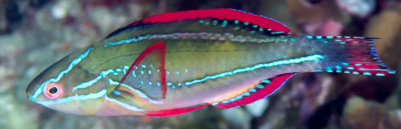 Exquisite wrasse