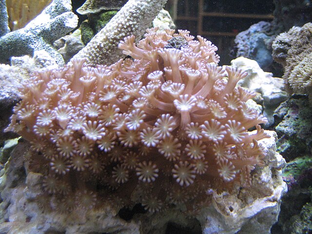 Alveopora