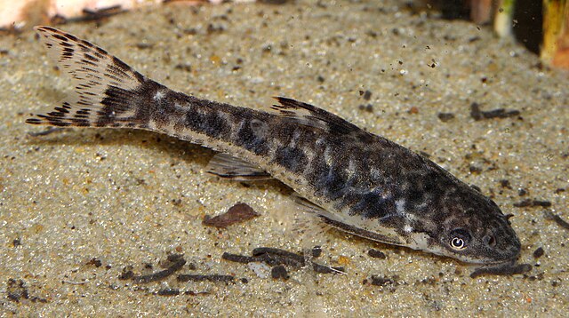 Otocinclus