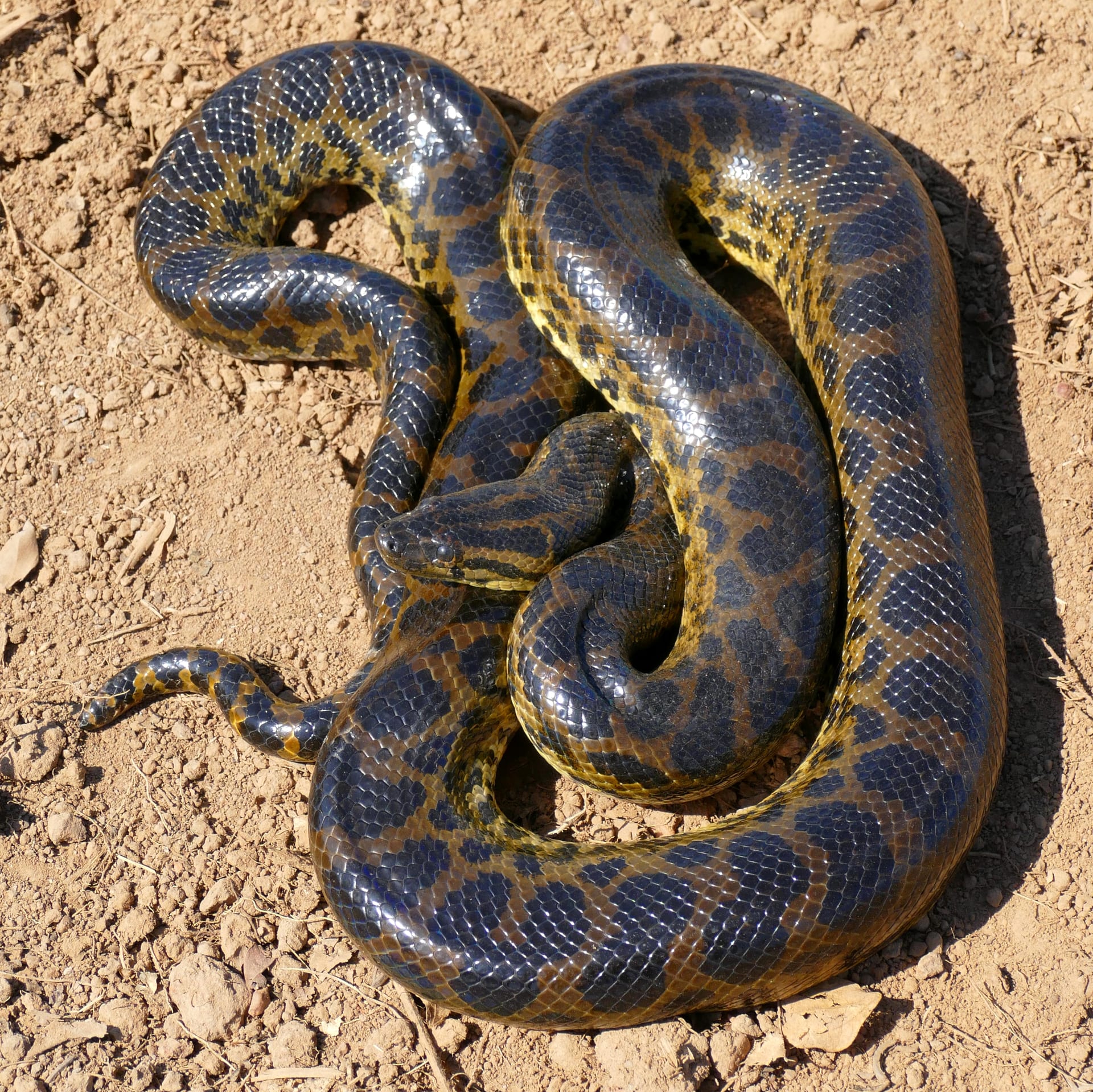 Yellow Anaconda