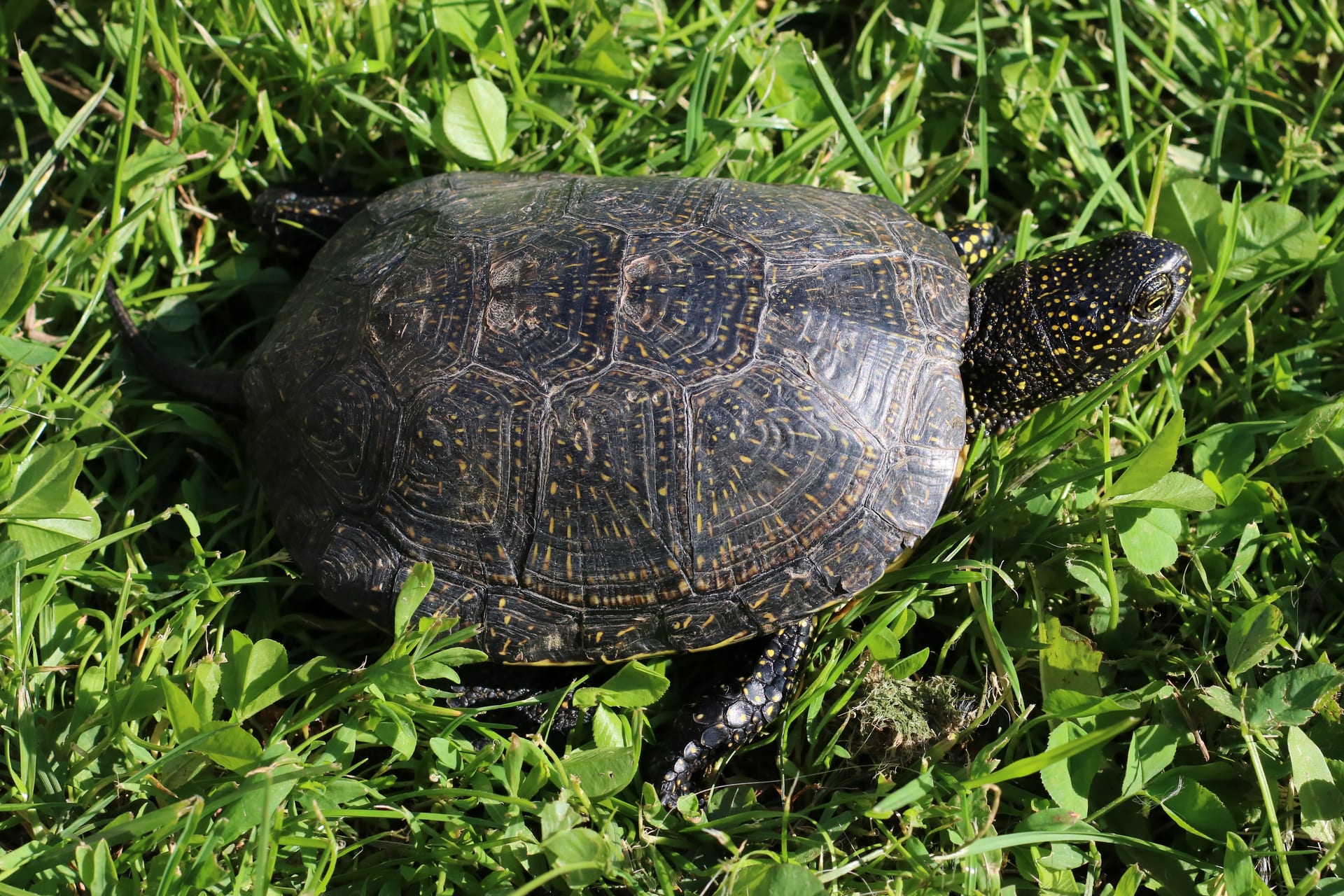 European Pond Turtle