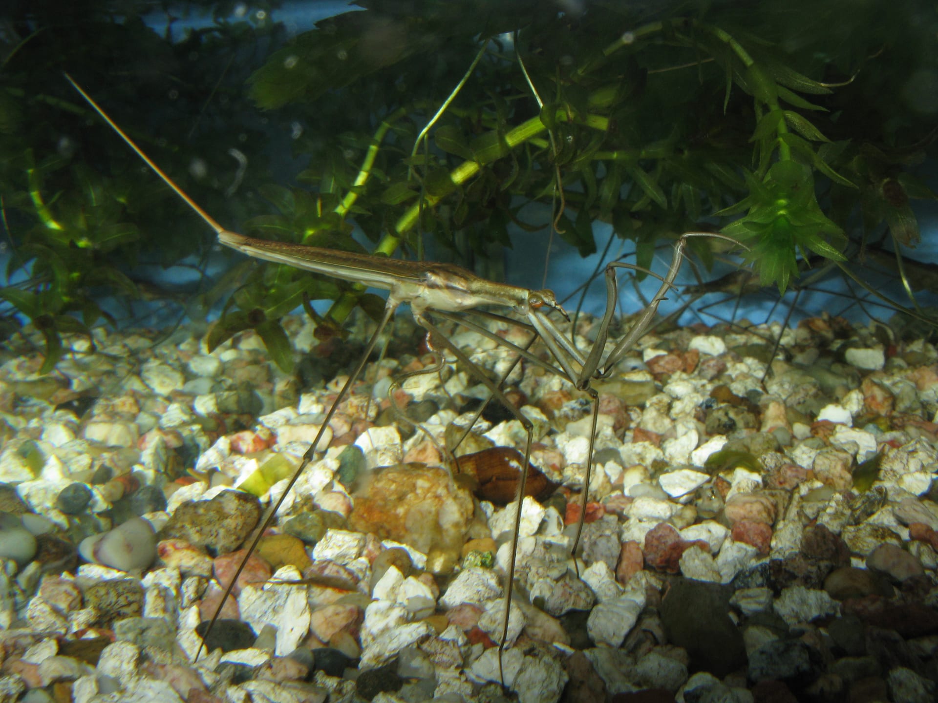 Water Stick Insect