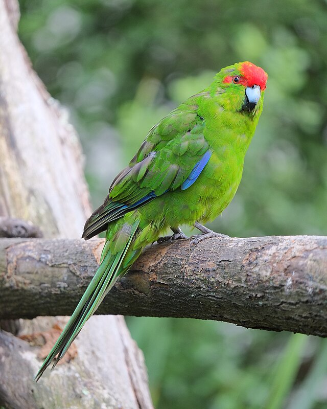 カカリキ