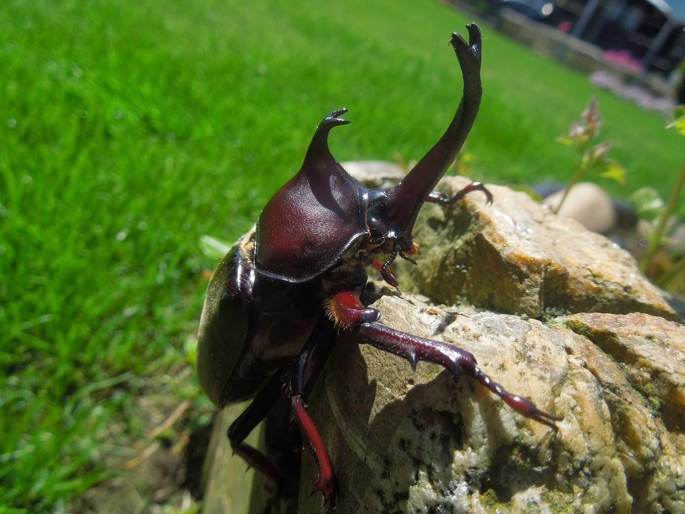 チュウゴクカブト