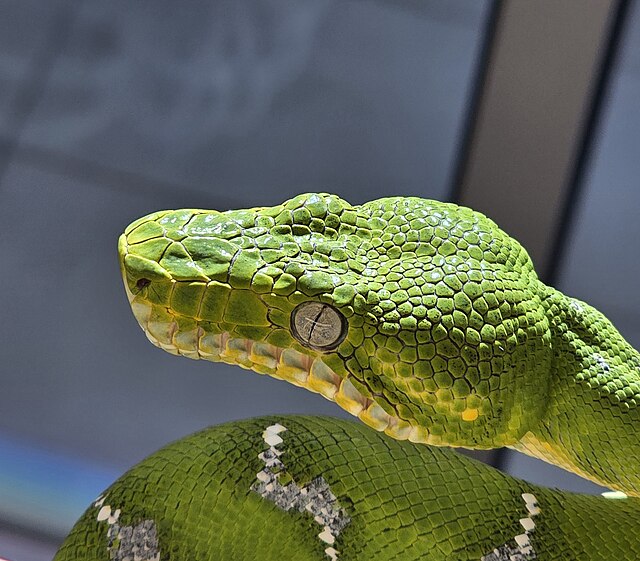 Emerald Tree Boa